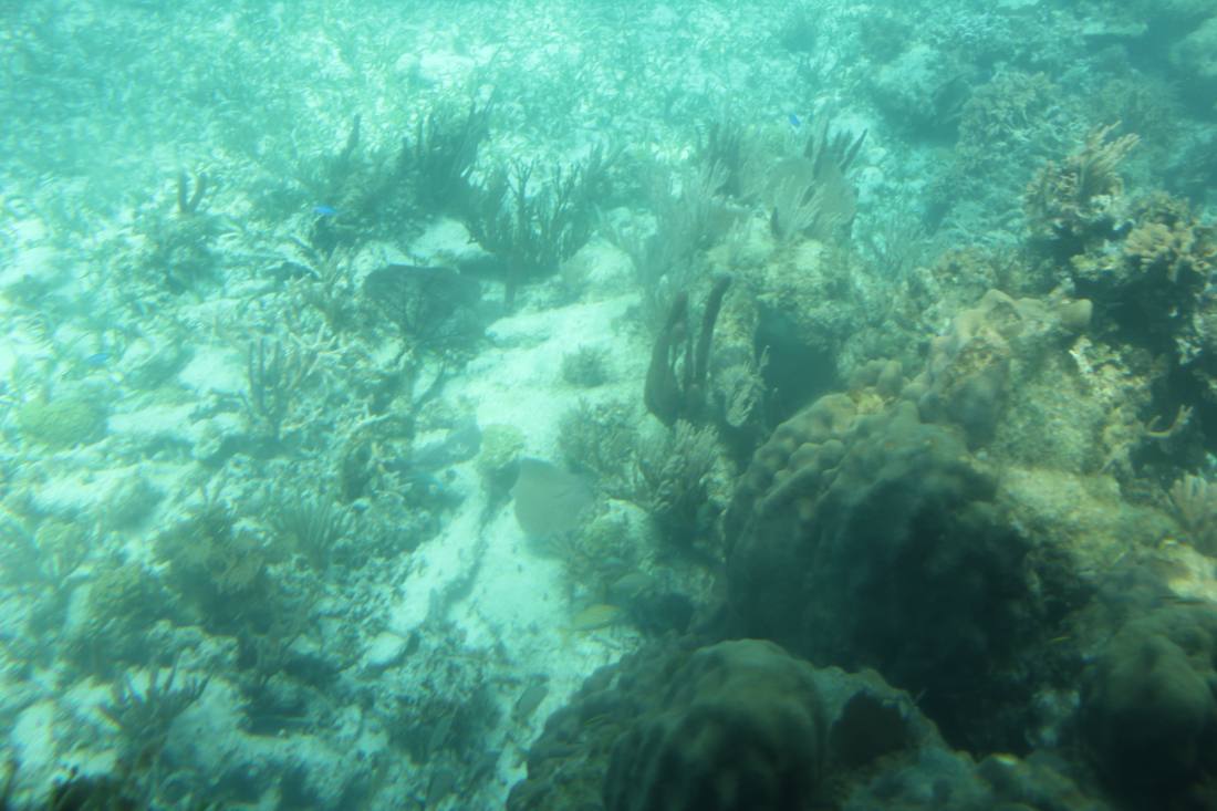 Mangroves, the lagoon & the reef