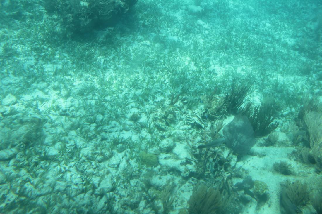 Mangroves, the lagoon & the reef