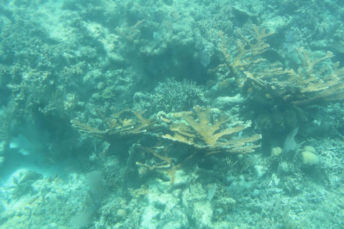 Mangroves, the lagoon & the reef
