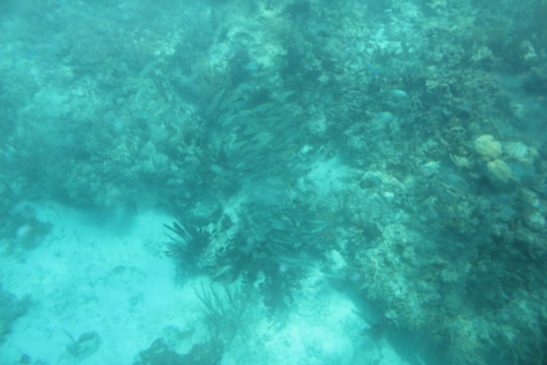 Mangroves, the lagoon & the reef