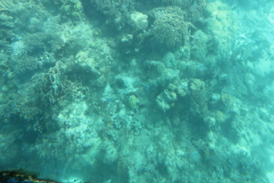 Mangroves, the lagoon & the reef