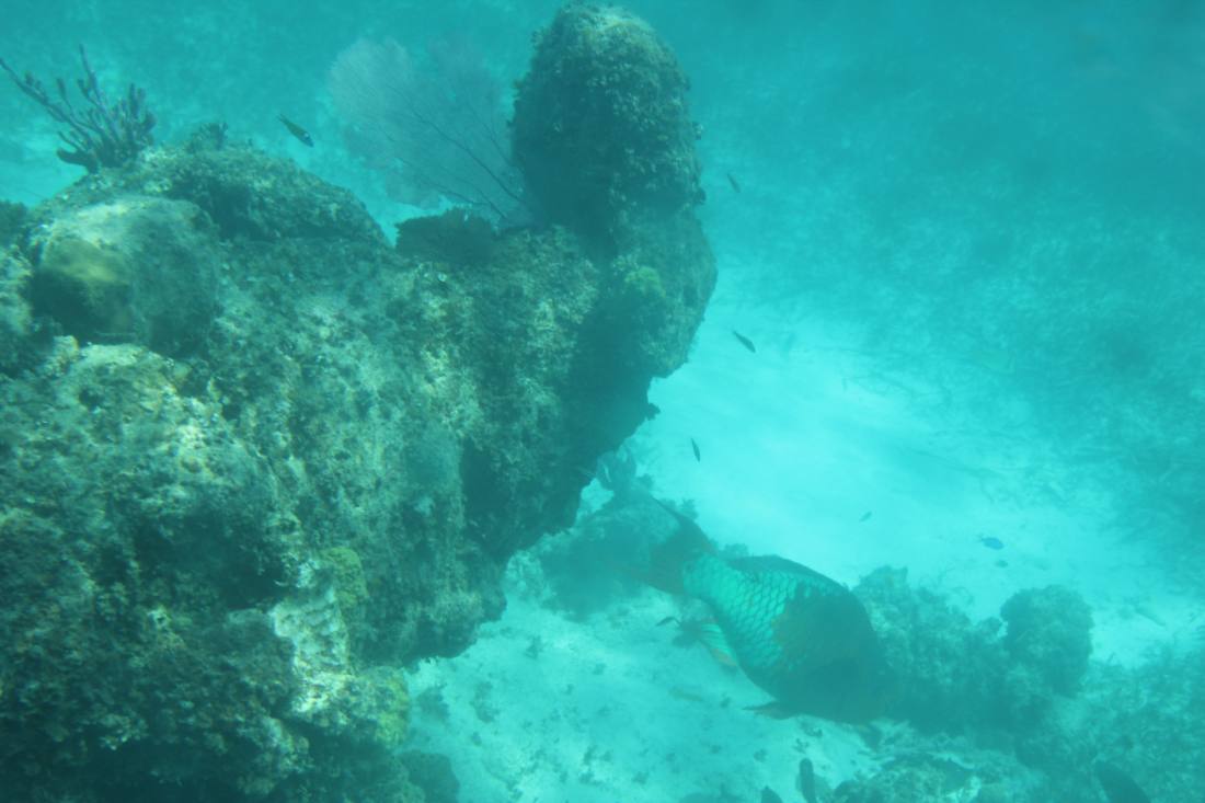 Mangroves, the lagoon & the reef