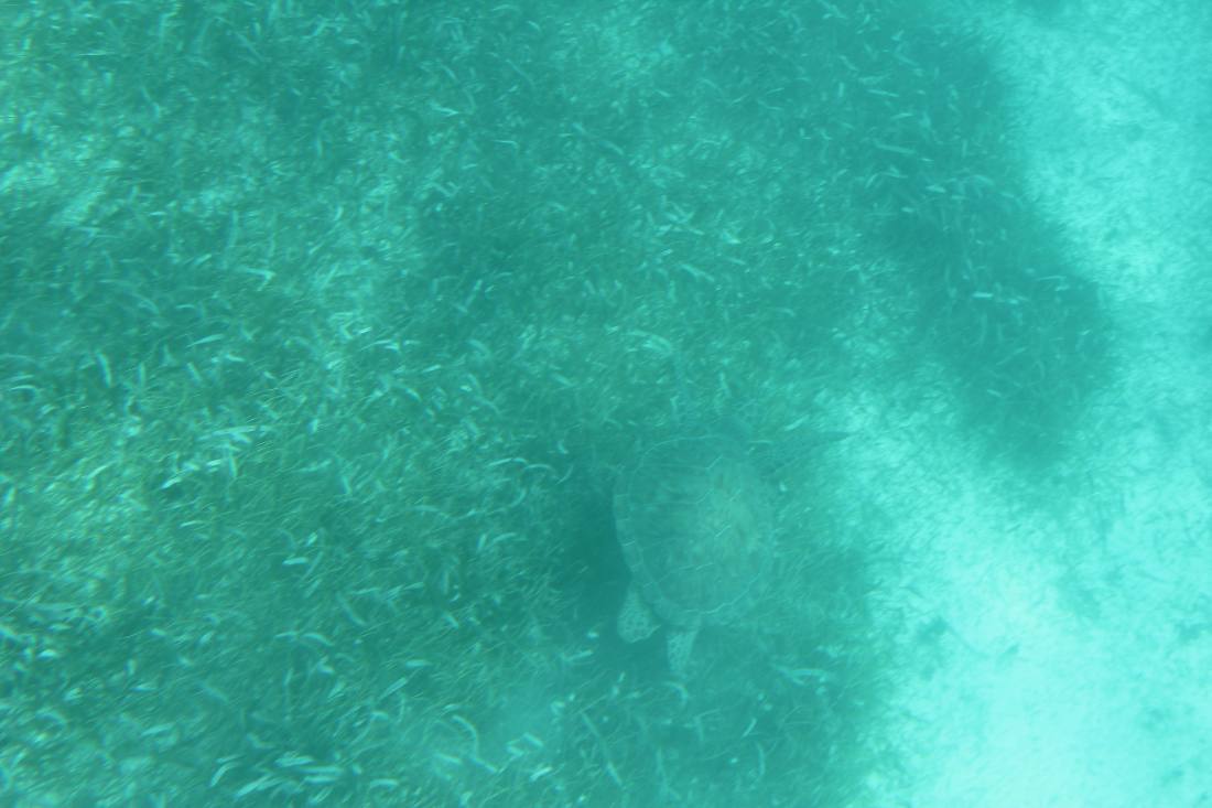 Mangroves, the lagoon & the reef