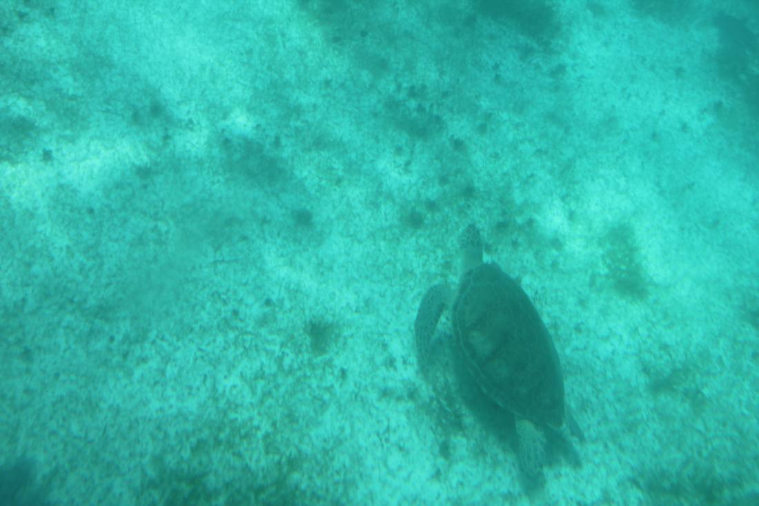 Mangroves, the lagoon & the reef