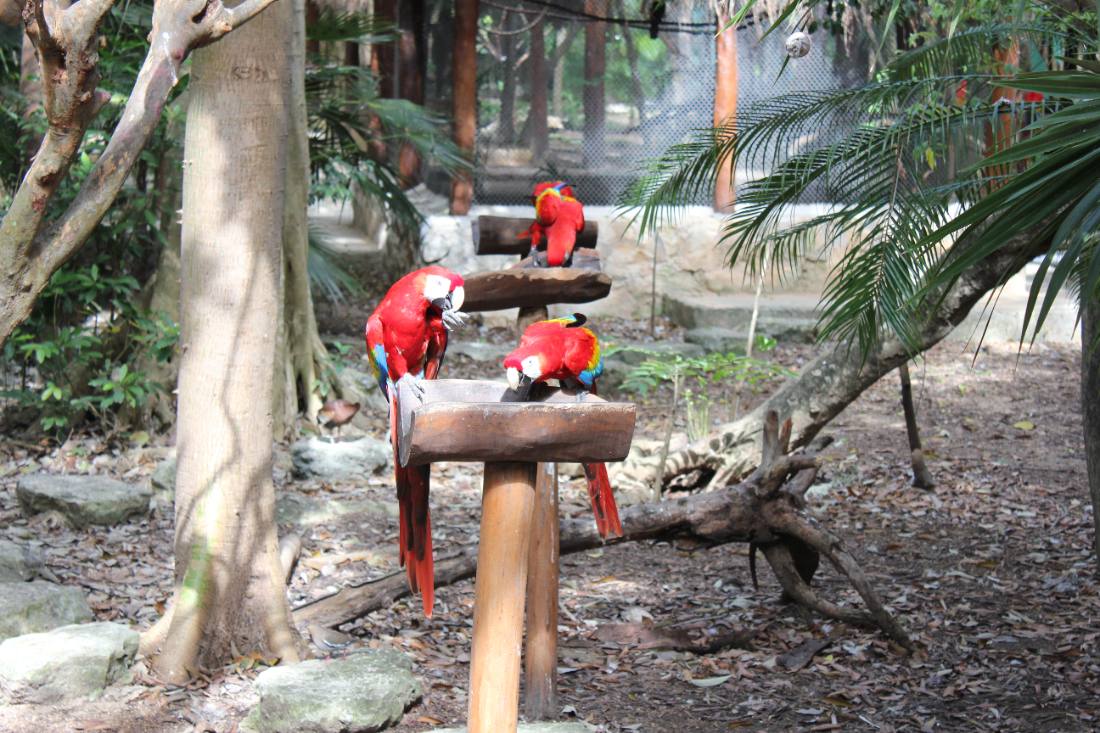 Xcaret