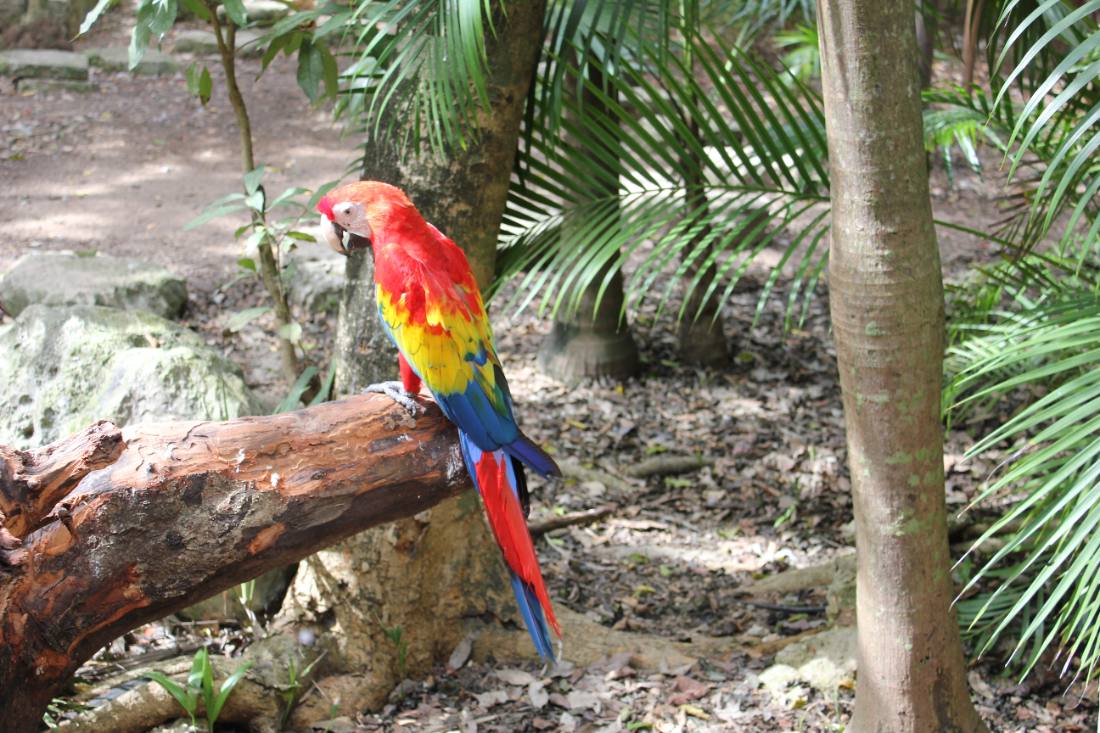 Xcaret