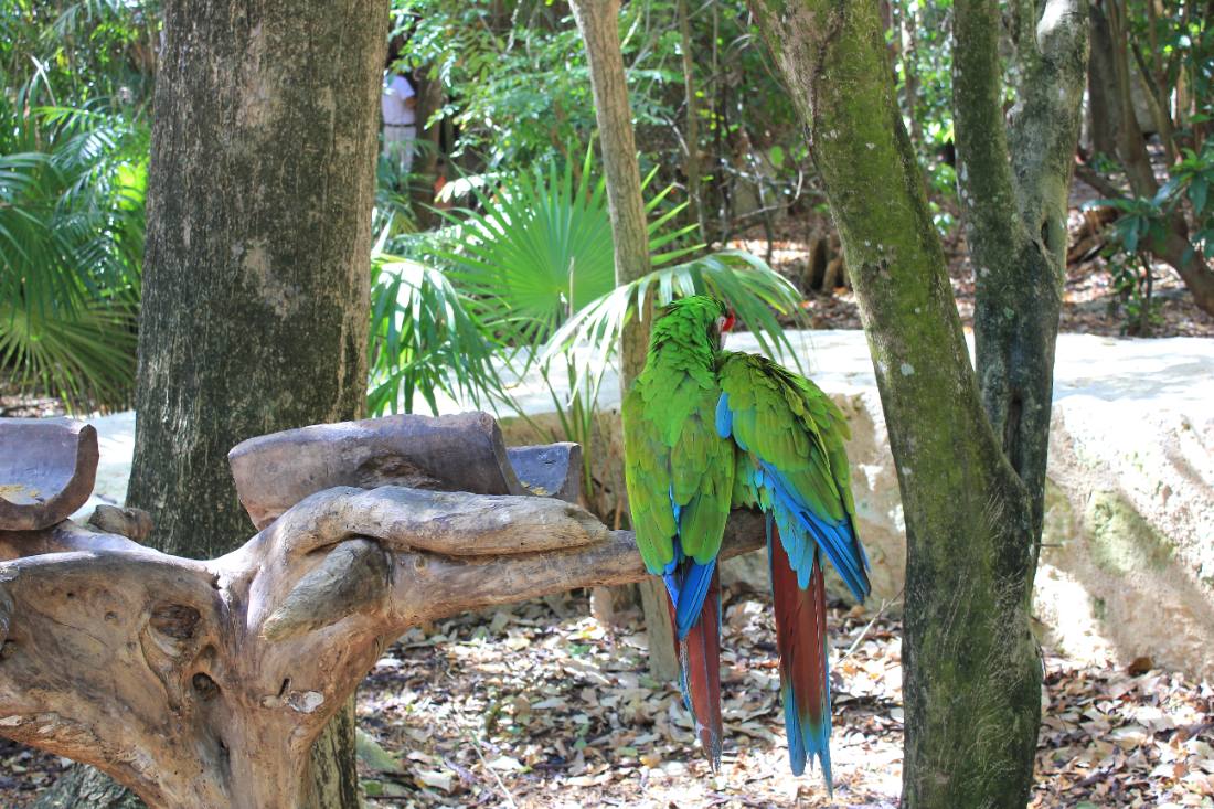 Xcaret
