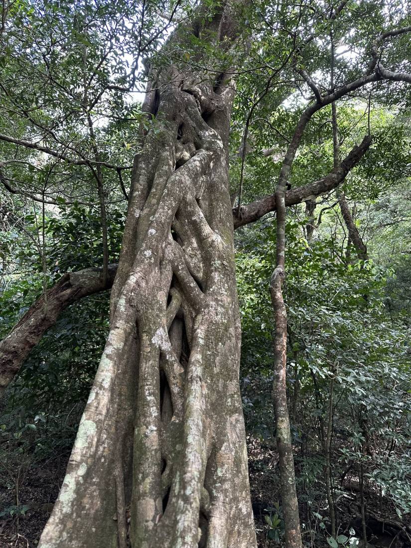 The cloud forest