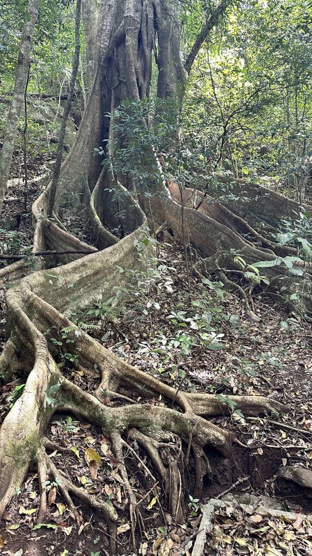 The cloud forest