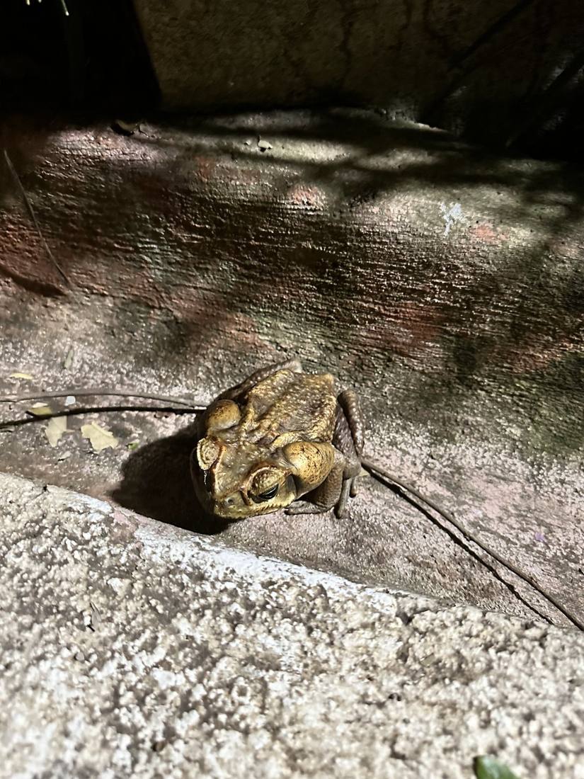 Costa Rican wildlife