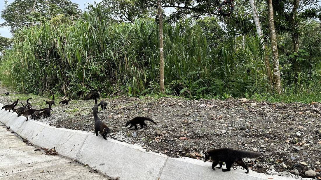 Costa Rican wildlife
