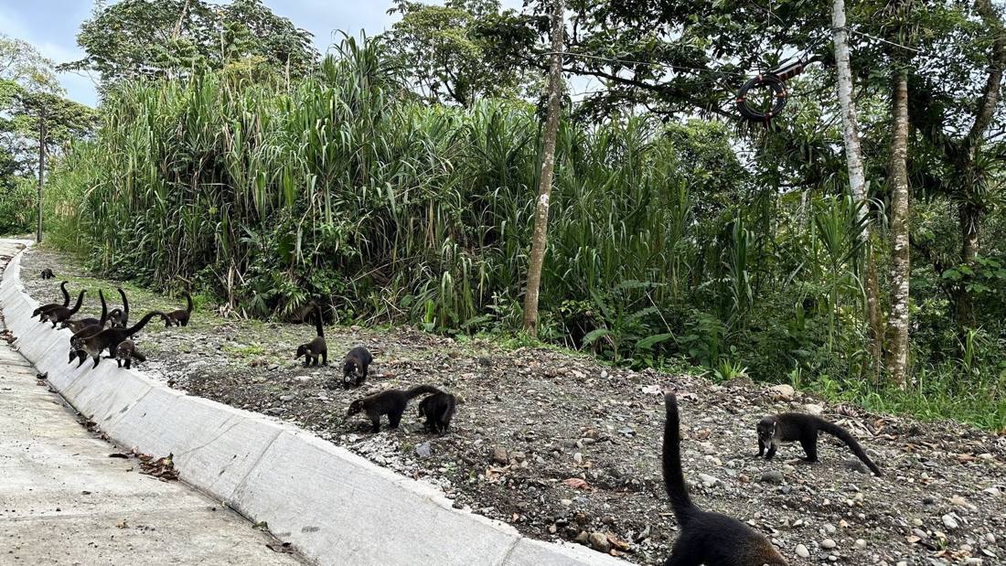 Costa Rican wildlife