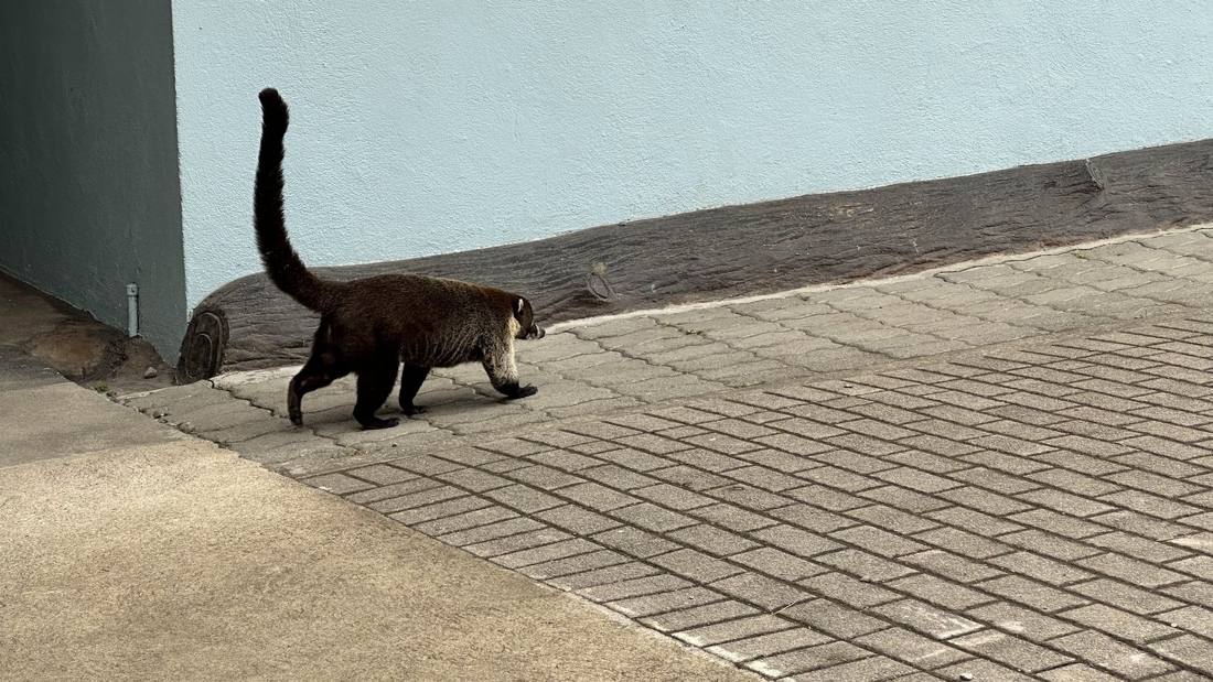 Costa Rican wildlife