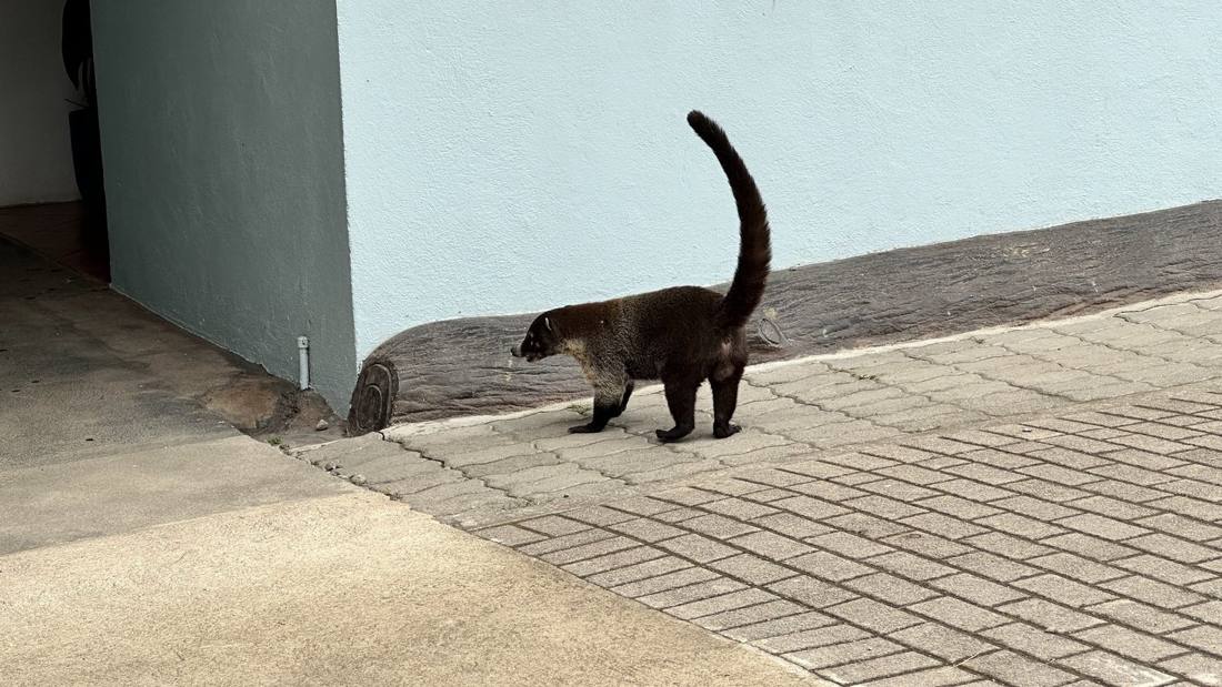 Costa Rican wildlife