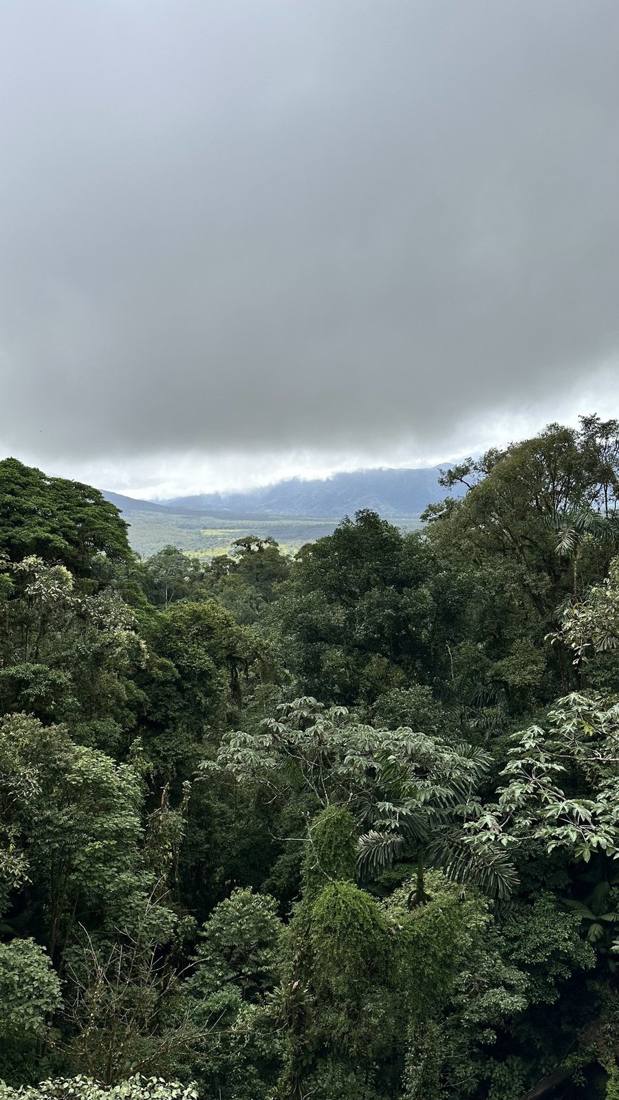 The cloud forest
