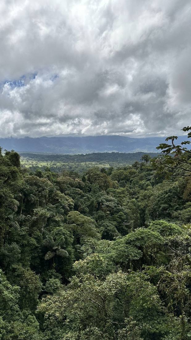 The cloud forest