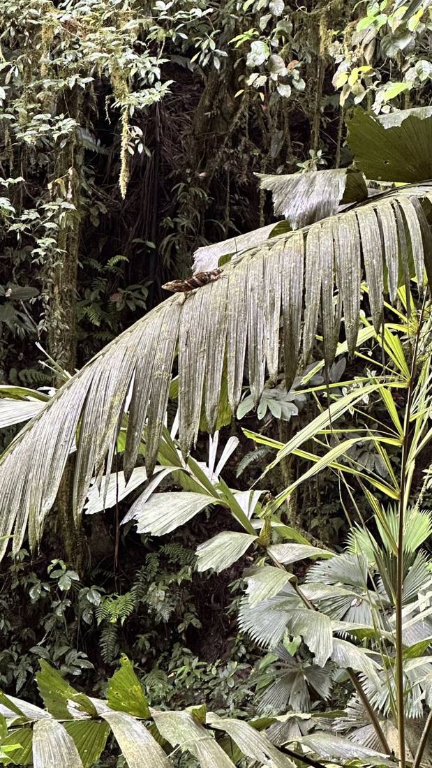 The cloud forest