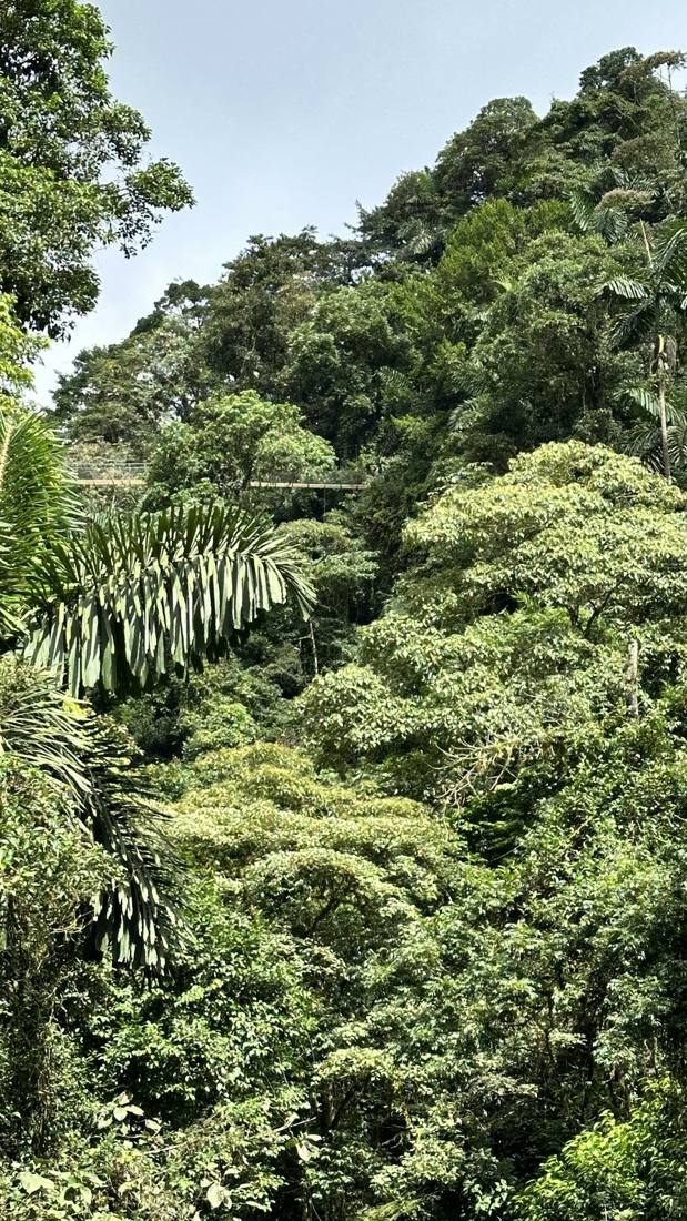 The cloud forest
