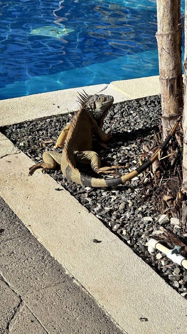 Costa Rican wildlife