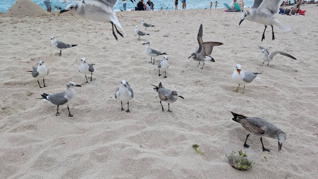 Miami — beaches, Wynwood & Little Havana