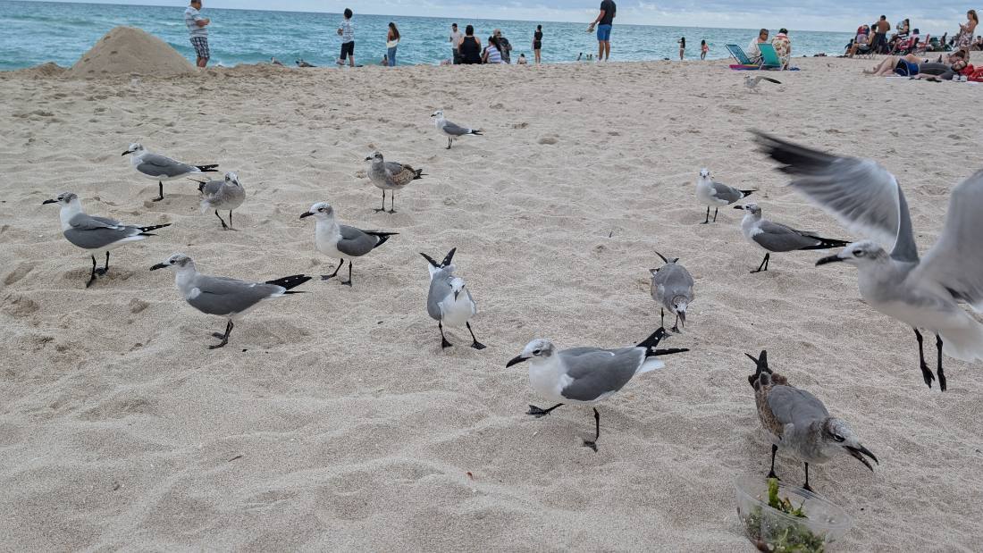 Miami — beaches, Wynwood & Little Havana