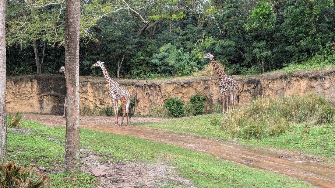 Disney's Animal Kingdom