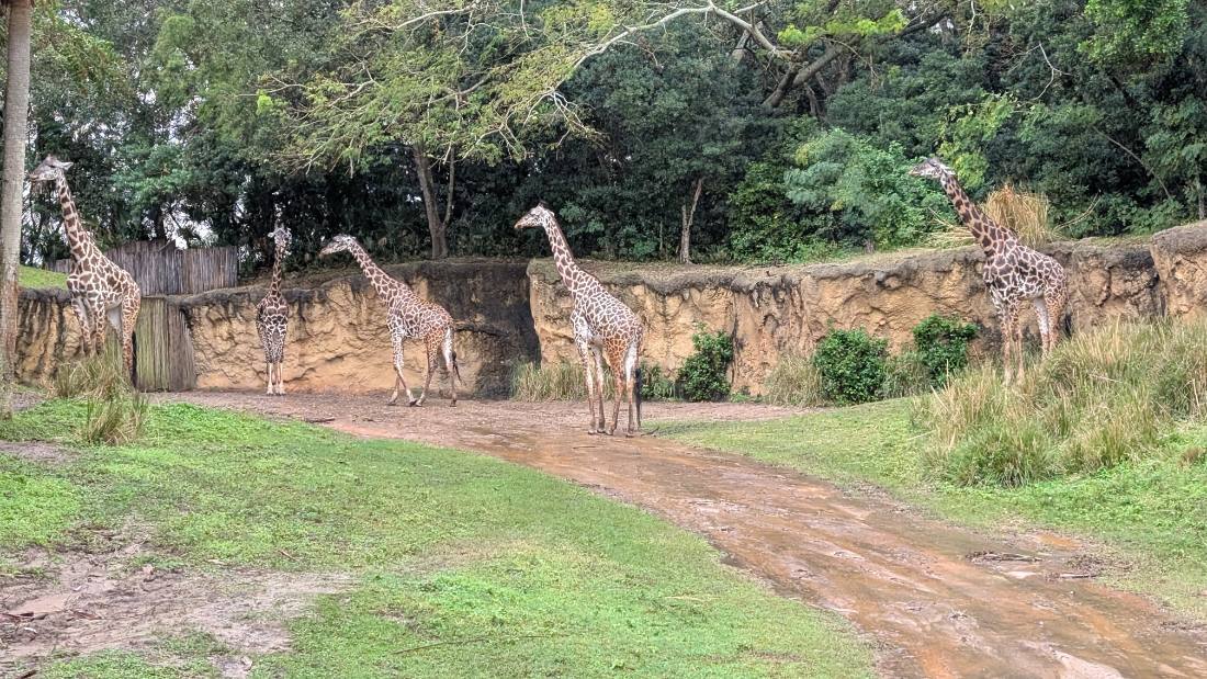 Disney's Animal Kingdom