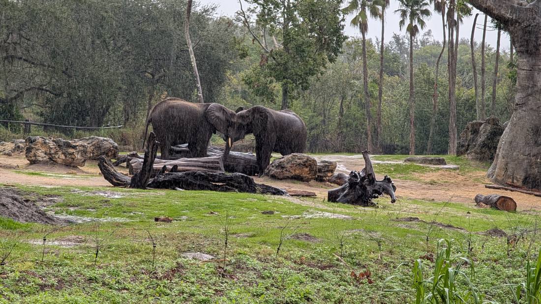 Disney's Animal Kingdom