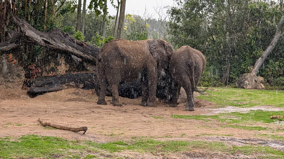 Disney's Animal Kingdom