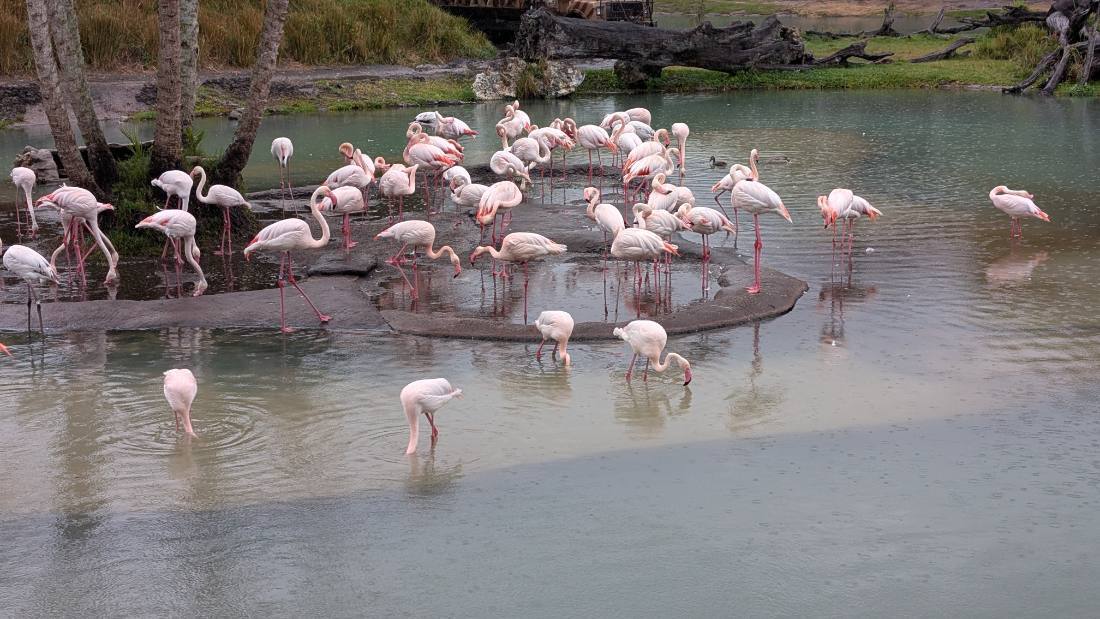 Disney's Animal Kingdom