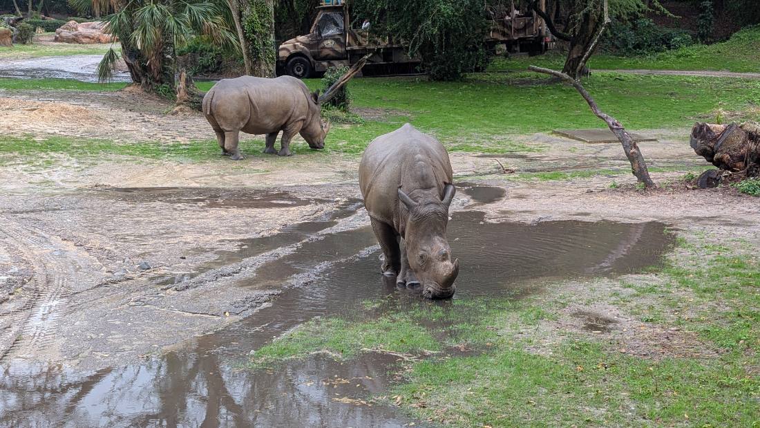 Disney's Animal Kingdom