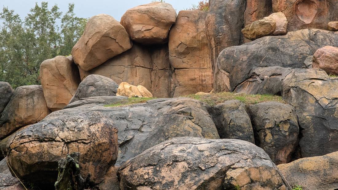 Disney's Animal Kingdom