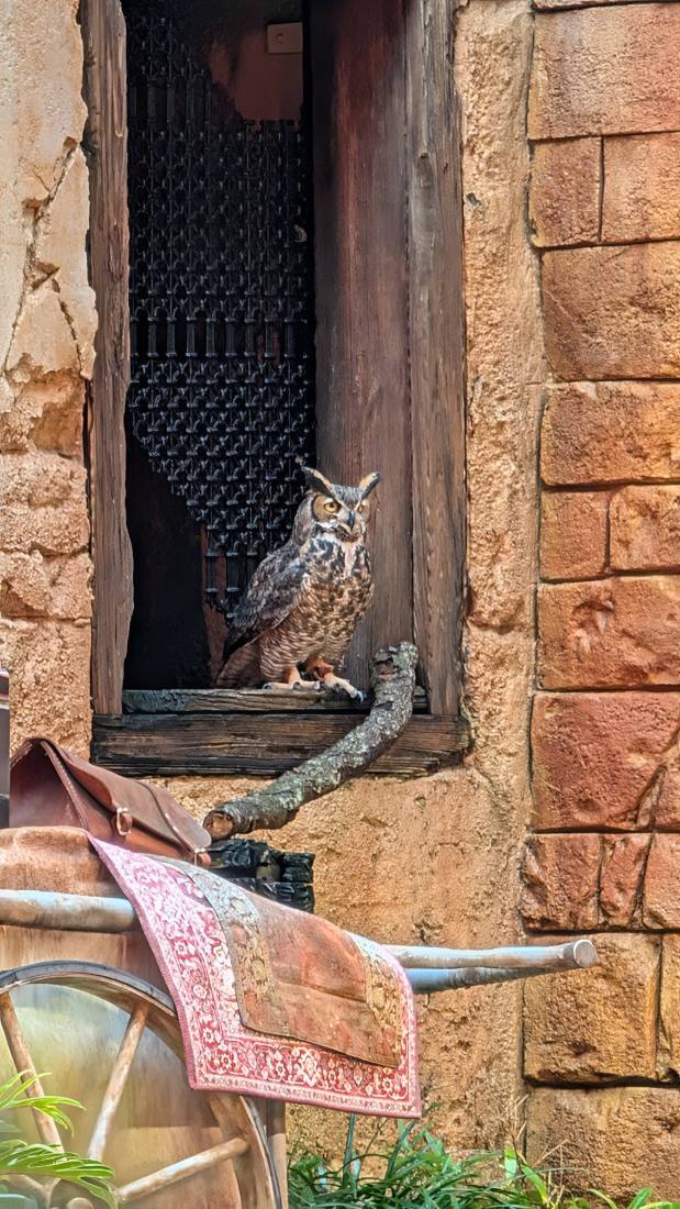 Disney's Animal Kingdom