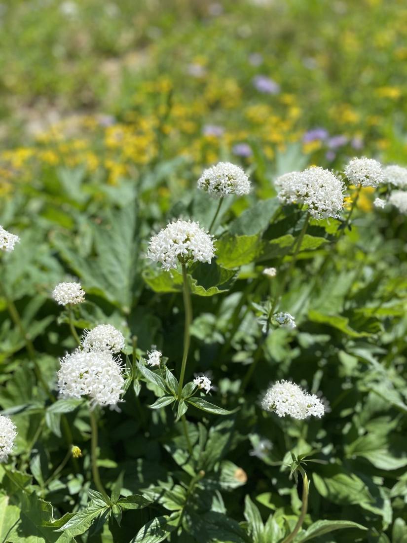 Alpine wildflowers