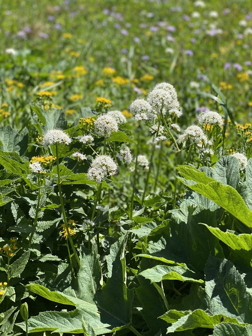 Alpine wildflowers
