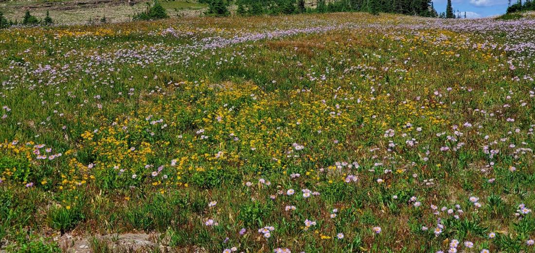 Alpine wildflowers