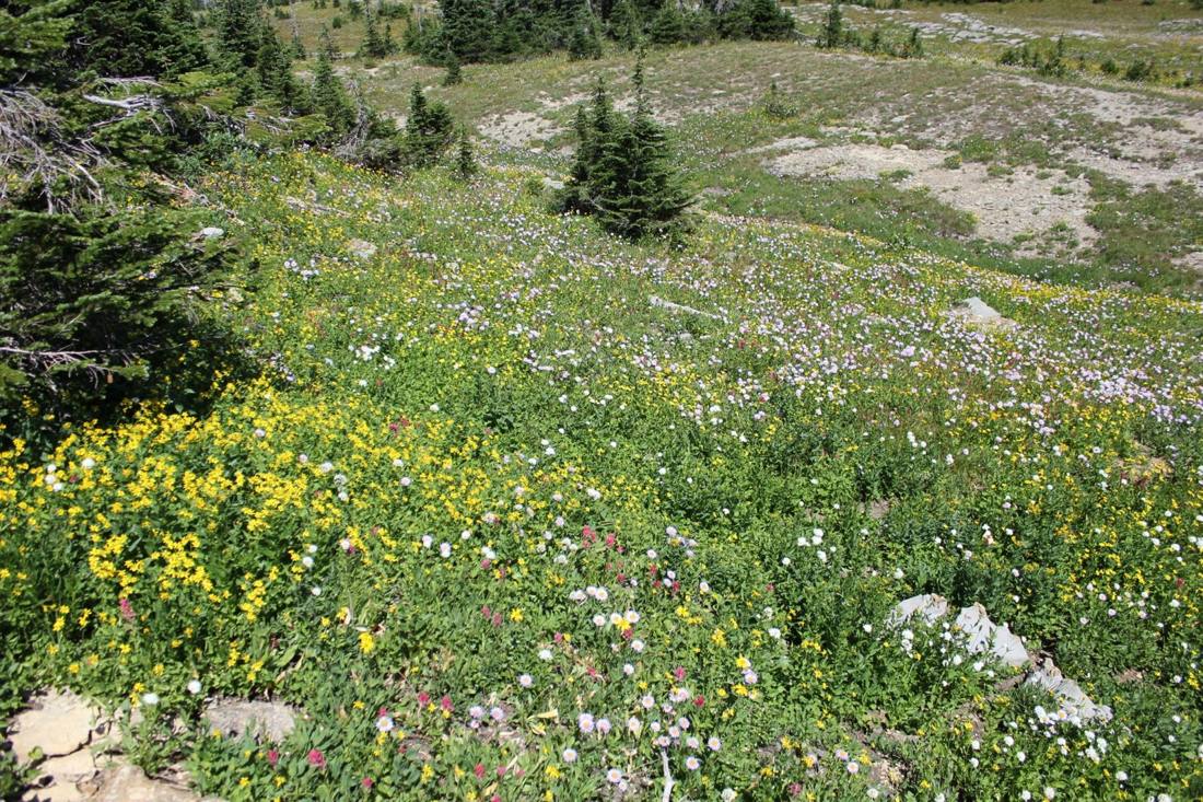 Alpine wildflowers