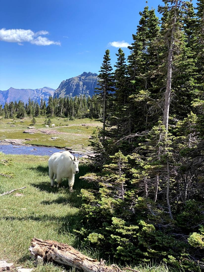 Glacier's wild residents
