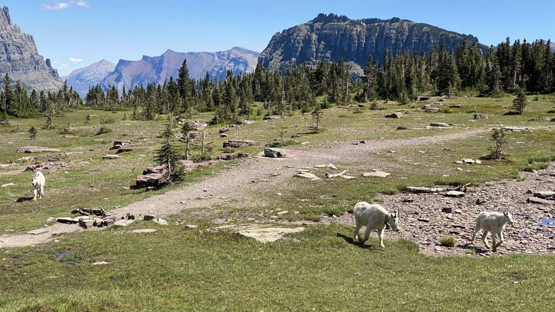Glacier's wild residents