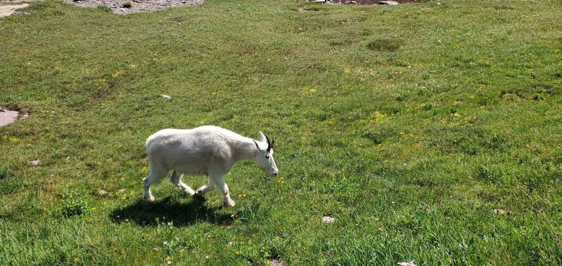 Glacier's wild residents