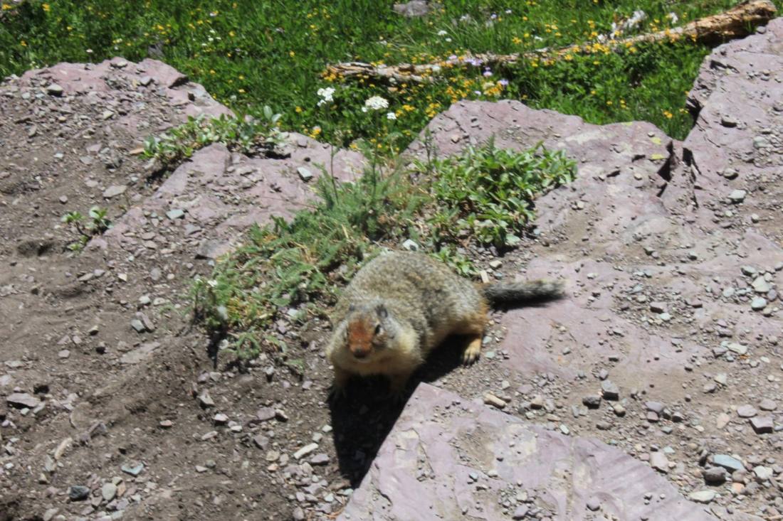 Glacier's wild residents