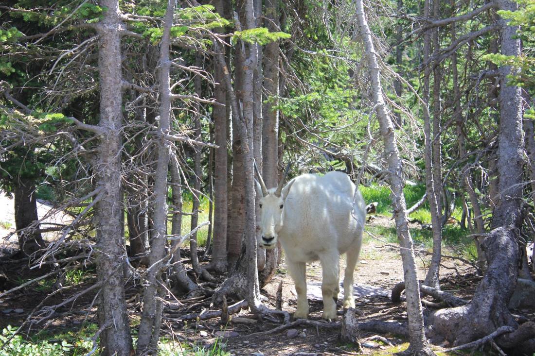 Glacier's wild residents