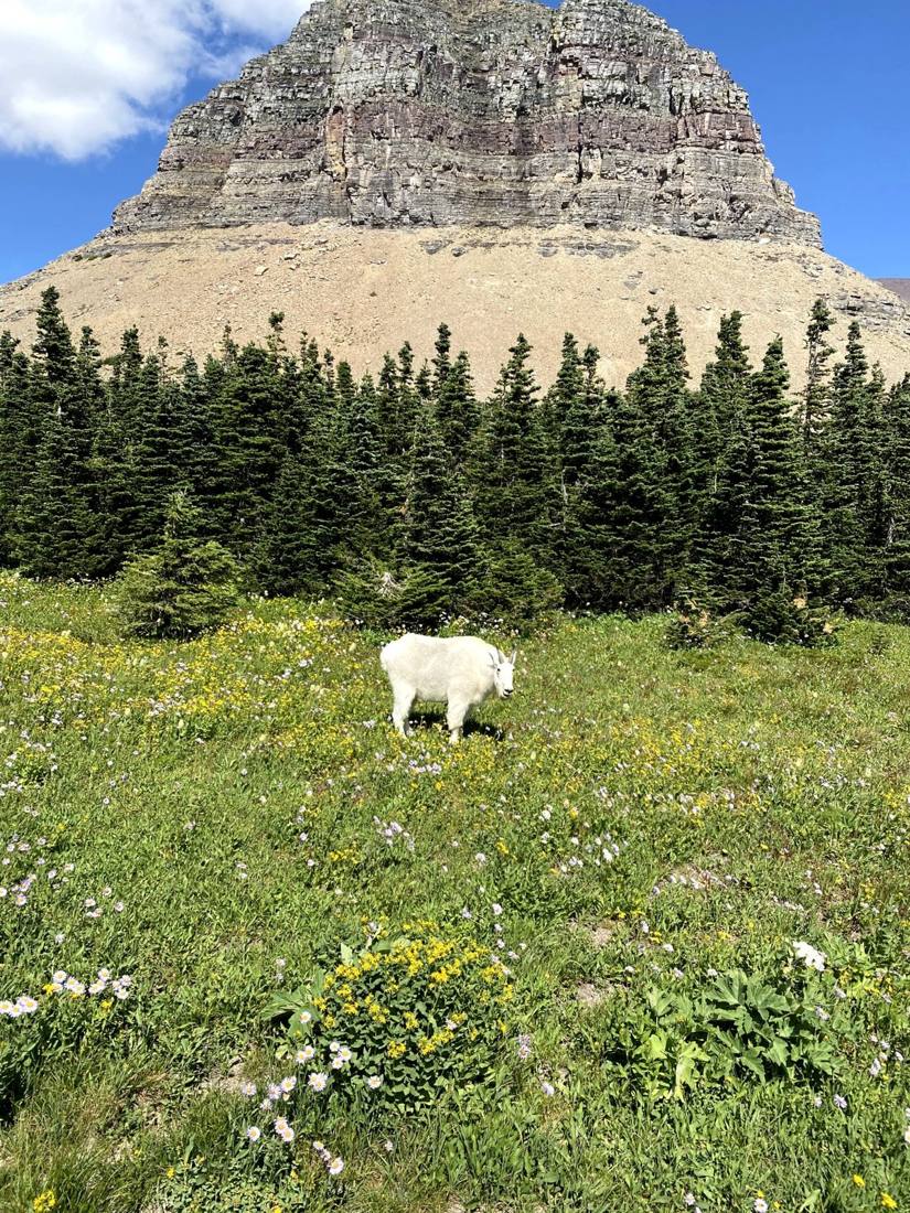 Glacier's wild residents