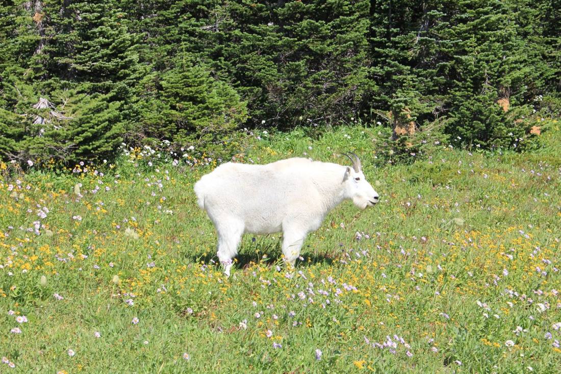 Glacier's wild residents