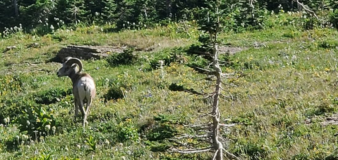 Glacier's wild residents