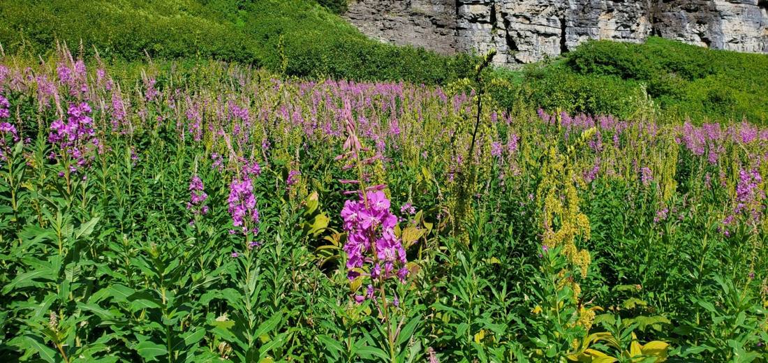Alpine wildflowers