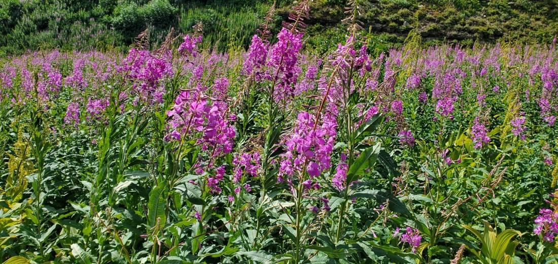 Alpine wildflowers
