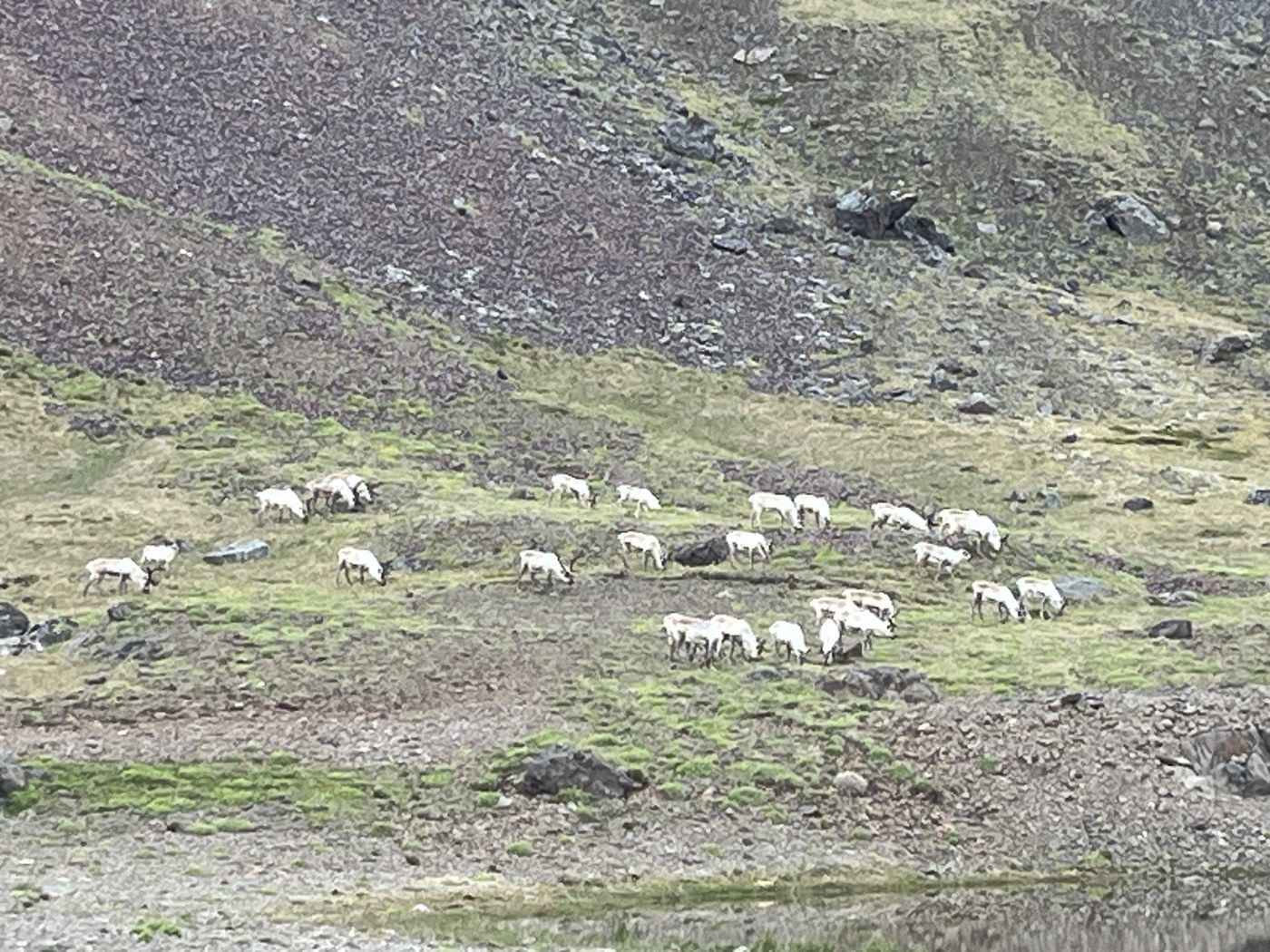 The Eastfjords, Mývatn & the north