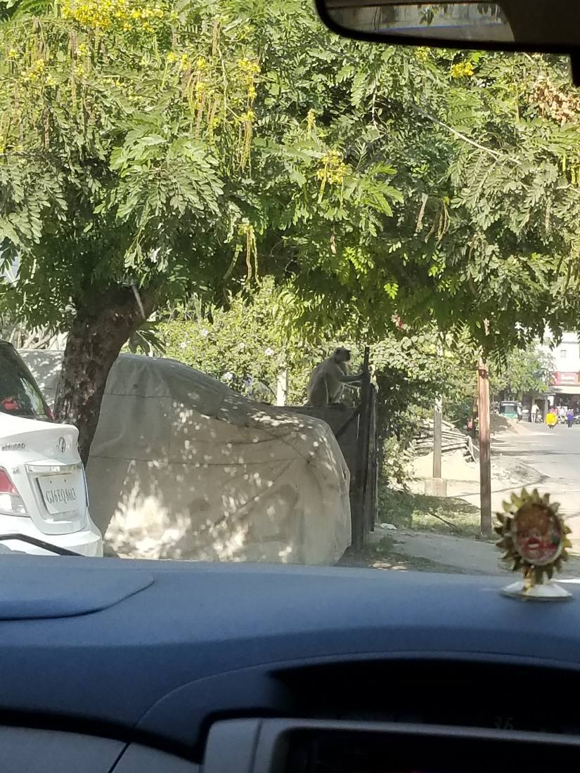 Vadodara — palace & city