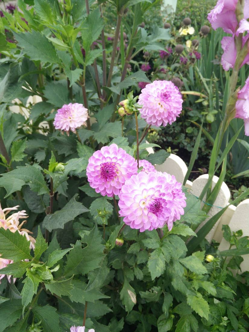 Wings of Mackinac & the gardens